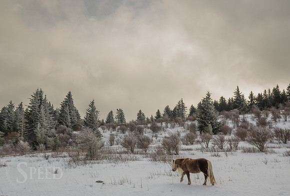 Wild Ponies Grayson Highlands