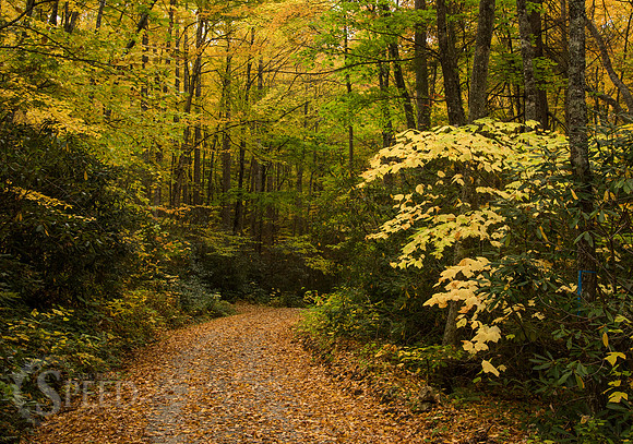 virginia fall color