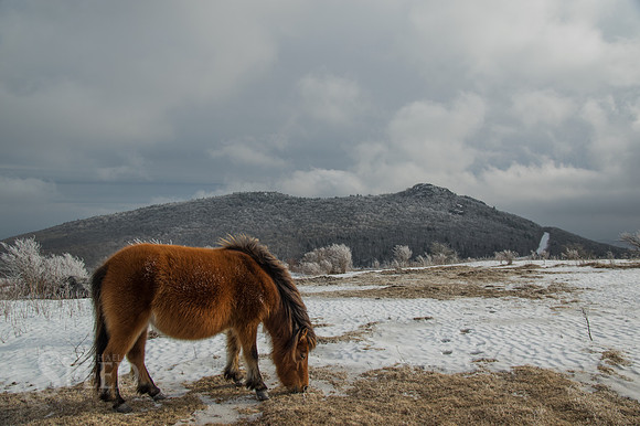 Wild Ponies Grayson Highlands