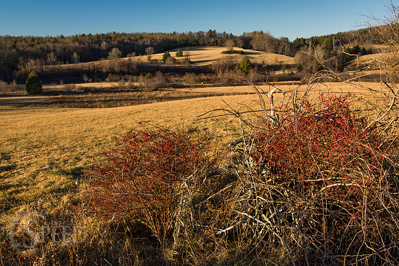 blue ridge music center area