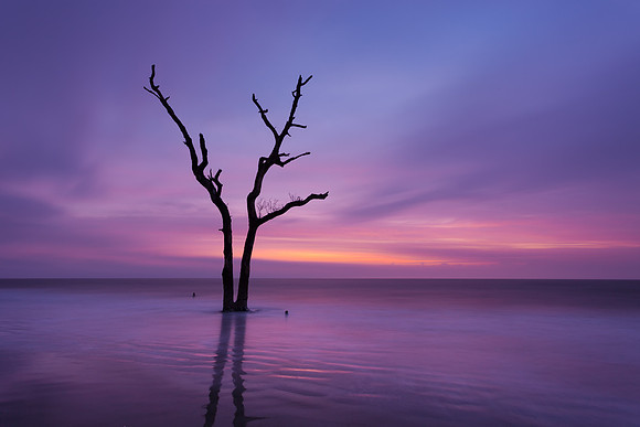 Hunting Island Boneyard