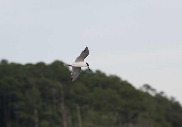 Edisto Island Beach and State Park