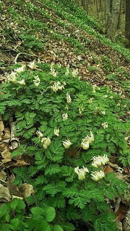 Springtime on New River Trail