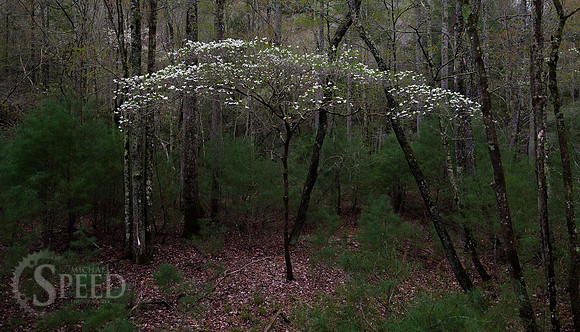 Stone Mountain State Park North Carolina