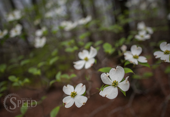 flowering dogwood