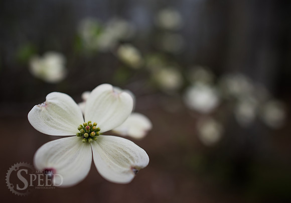 flowering dogwood
