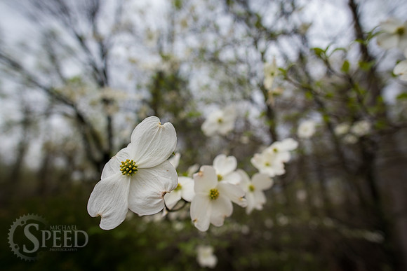 flowering dogwood