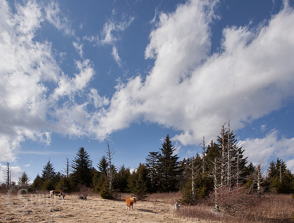 Grayson Highlands Ponies