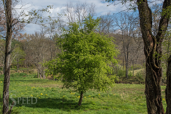 springtime in virginia