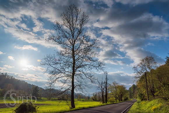 springtime in virginia