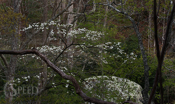 springtime in virginia