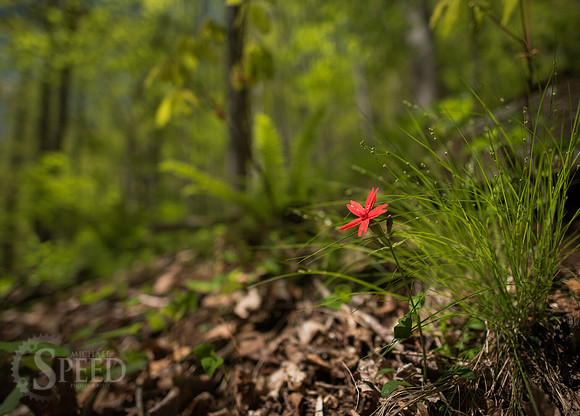 springtime in virginia