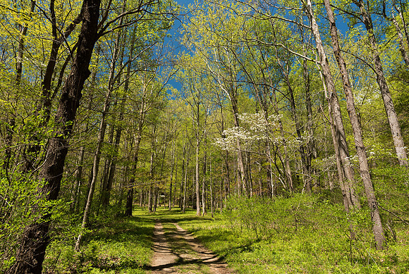 Rocky Knob