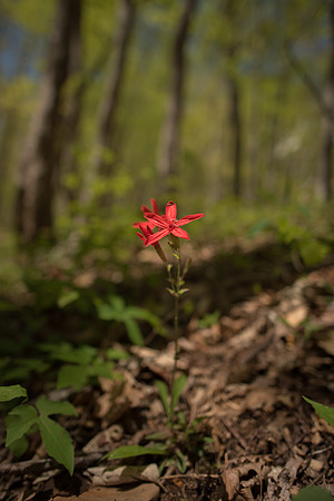 Rocky Knob