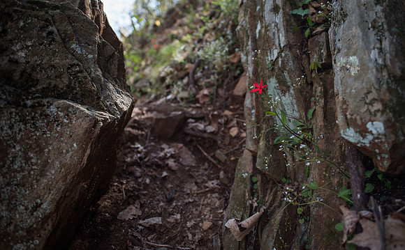 Rocky Knob