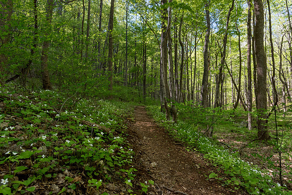 Rocky Knob