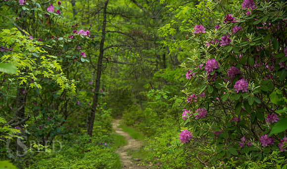 White Rocks Trail Whytheville Va
