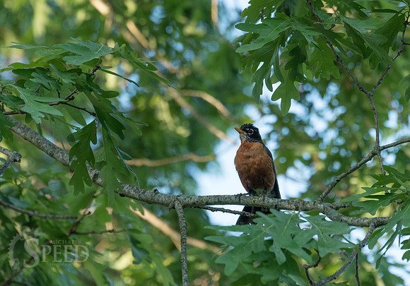 New River Trail State Park