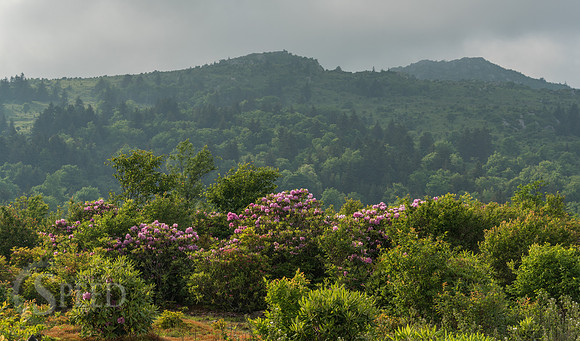 Grayson Highlands Rhododendron Bloom