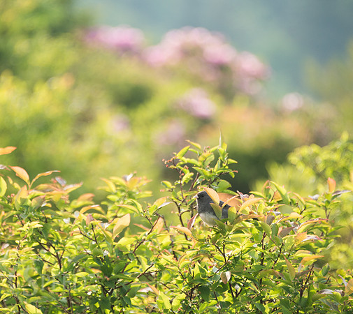 Grayson Highlands Rhododendron Bloom