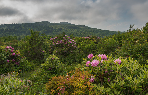 Grayson Highlands Rhododendron Bloom