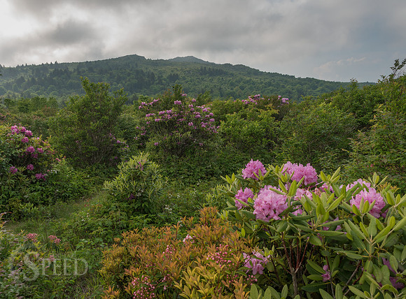 Grayson Highlands Rhododendron Bloom