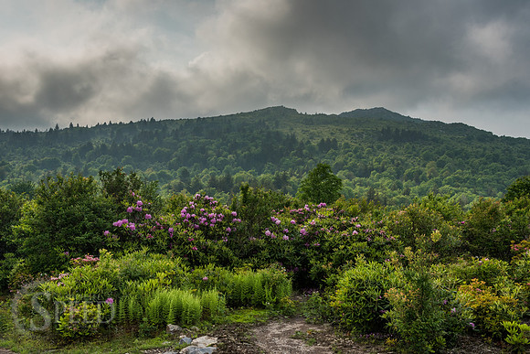 Grayson Highlands Rhododendron Bloom