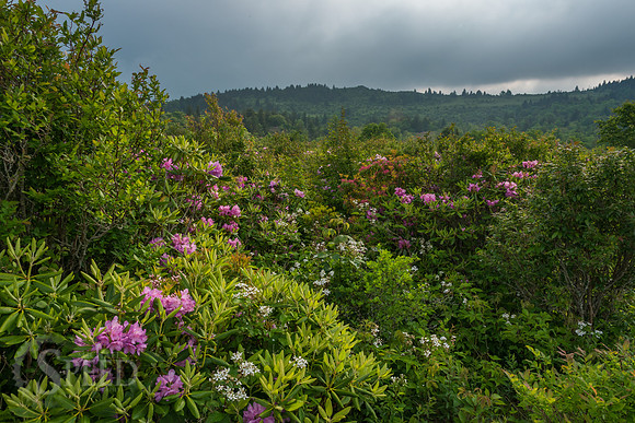 Grayson Highlands Rhododendron Bloom