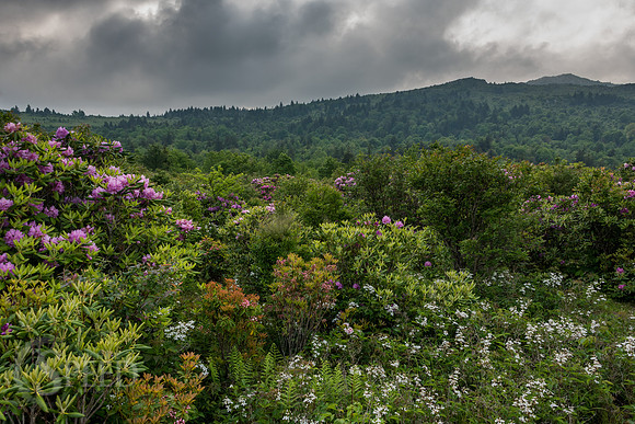Grayson Highlands Rhododendron Bloom