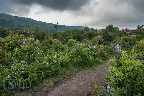 Grayson Highlands Rhododendron Bloom