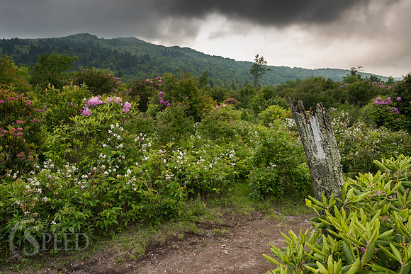 Grayson Highlands Rhododendron Bloom
