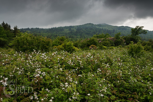 Grayson Highlands Rhododendron Bloom