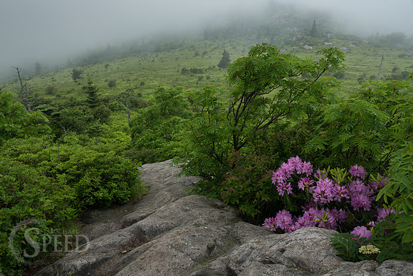 Grayson Highlands Rhododendron Bloom