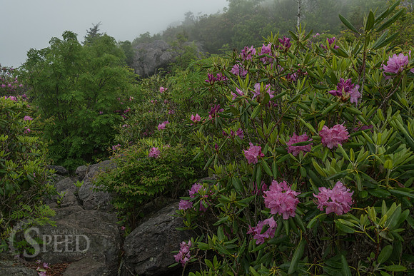 Grayson Highlands Rhododendron Bloom