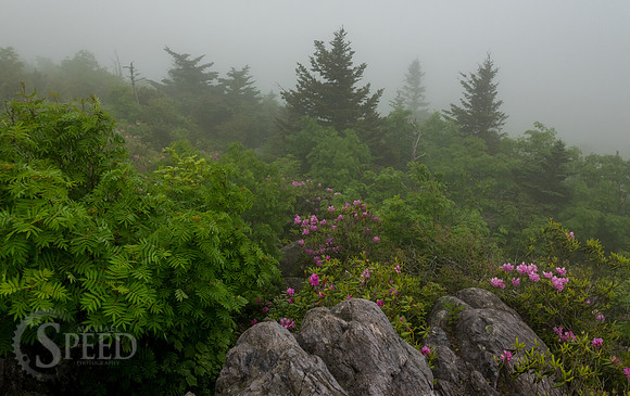 Grayson Highlands Rhododendron Bloom