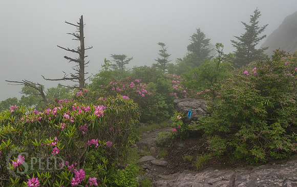 Grayson Highlands Rhododendron Bloom