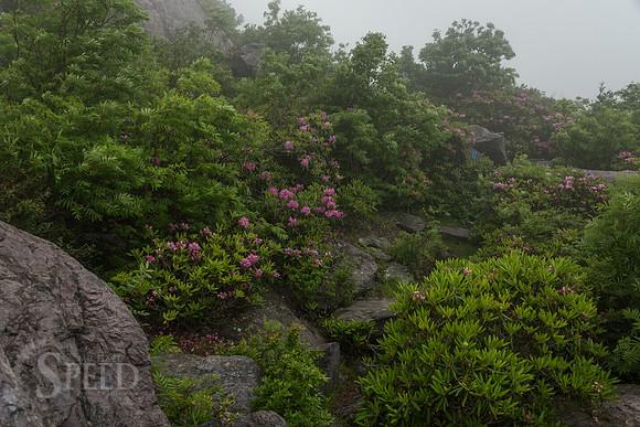 Grayson Highlands Rhododendron Bloom