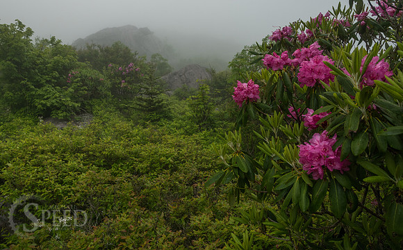 Grayson Highlands Rhododendron Bloom