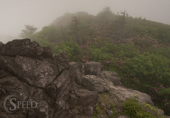 Grayson Highlands Rhododendron Bloom