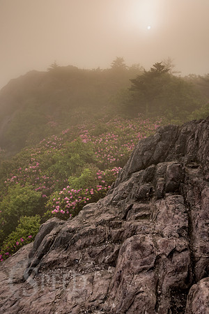Grayson Highlands Rhododendron Bloom