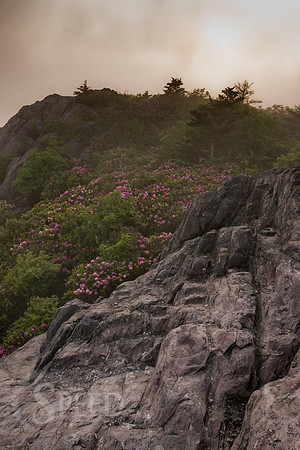 Grayson Highlands Rhododendron Bloom