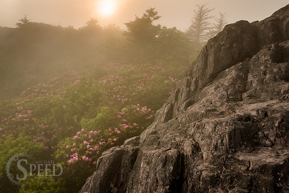Grayson Highlands Rhododendron Bloom