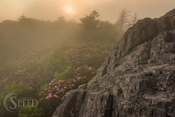 Grayson Highlands Rhododendron Bloom