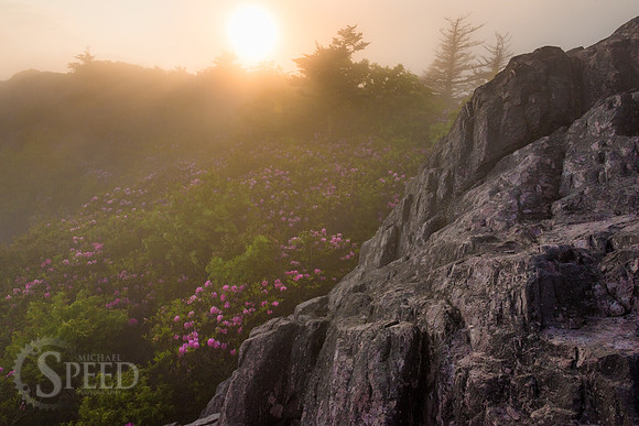 Grayson Highlands Rhododendron Bloom