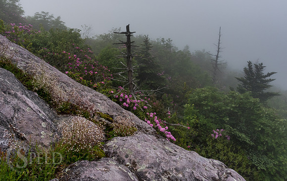 Grayson Highlands Rhododendron Bloom