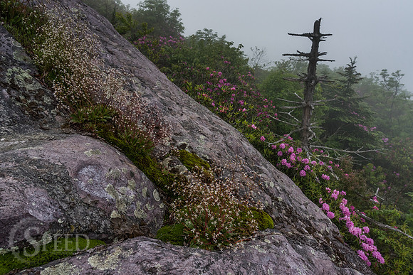 Grayson Highlands Rhododendron Bloom