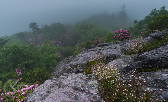 Grayson Highlands Rhododendron Bloom