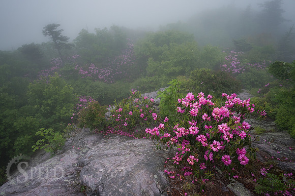 Grayson Highlands Rhododendron Bloom
