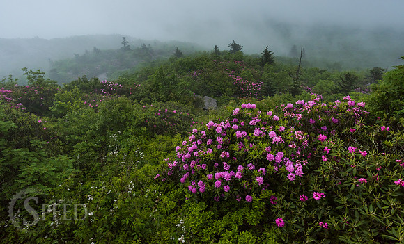 Grayson Highlands Rhododendron Bloom