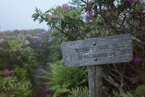 Grayson Highlands Rhododendron Bloom